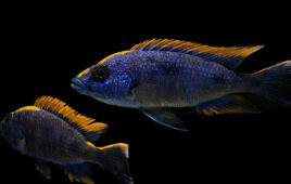 Two yellow blaze African cichlid fish, blue fish with bright yellow fins, against a black background.